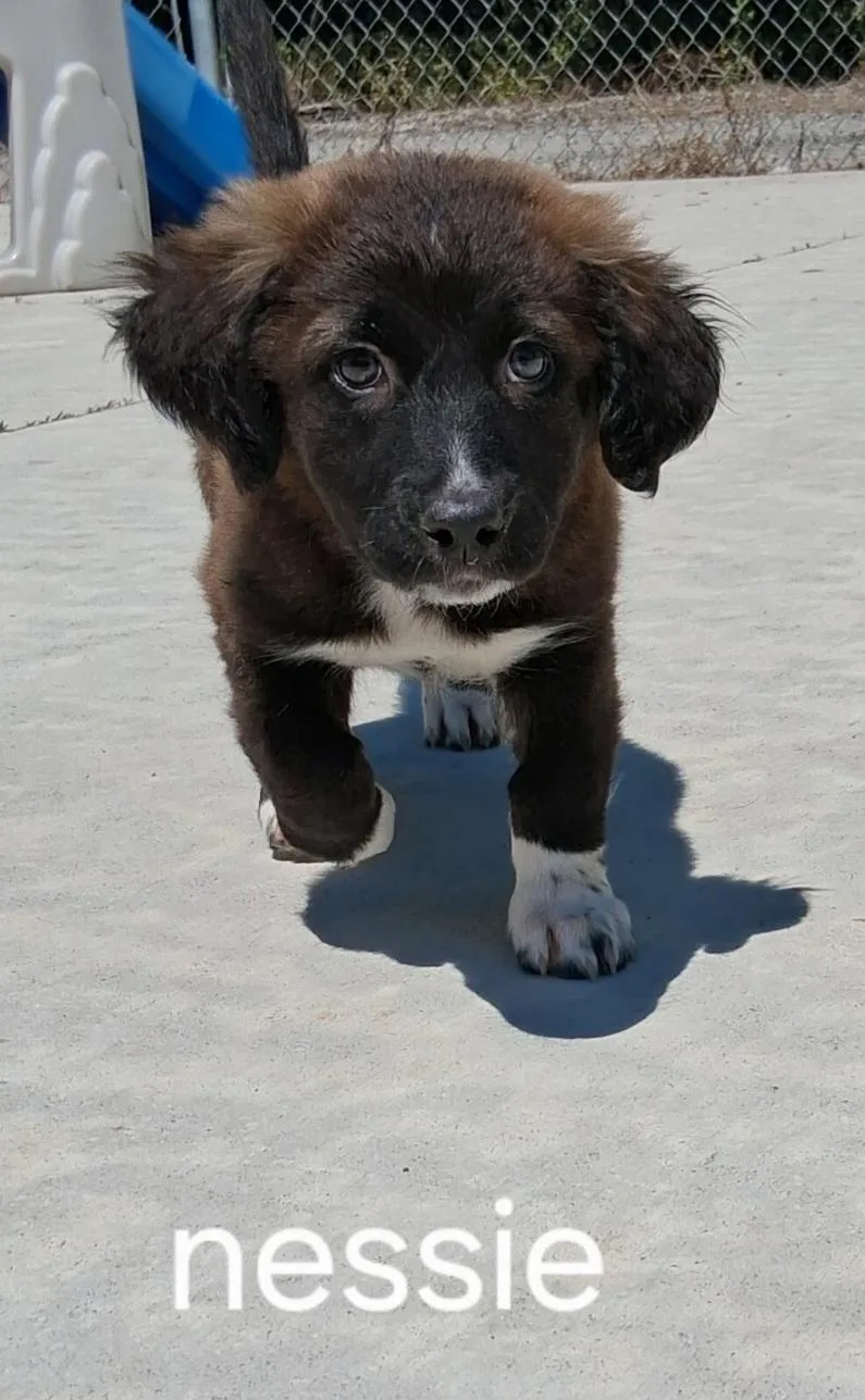 A baby medium-sized female Black Mixed Breed dog named Nessie for adoption in Urbana, OH
