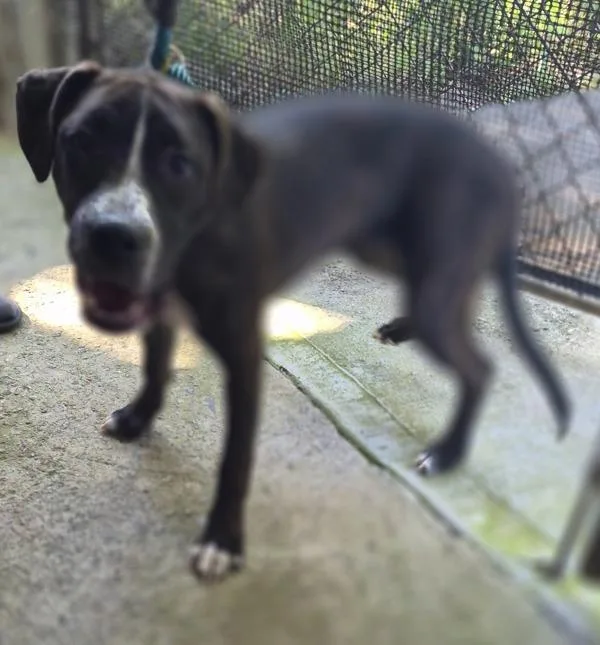 A young medium-sized female Pit Bull Terrier dog named Pen Vc Twizzler for adoption in Lawrenceville, GA