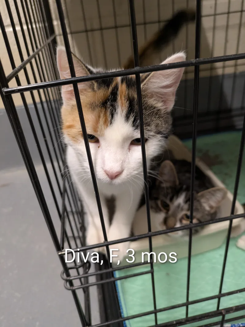 A young small-sized female Calico Domestic Short Hair cat named Diva for adoption in Bedford, VA