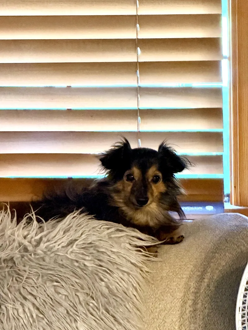 A senior small-sized male Mixed Breed dog named Norman for adoption in Rochester , NY