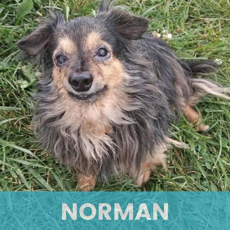 Norman thumbnail 2