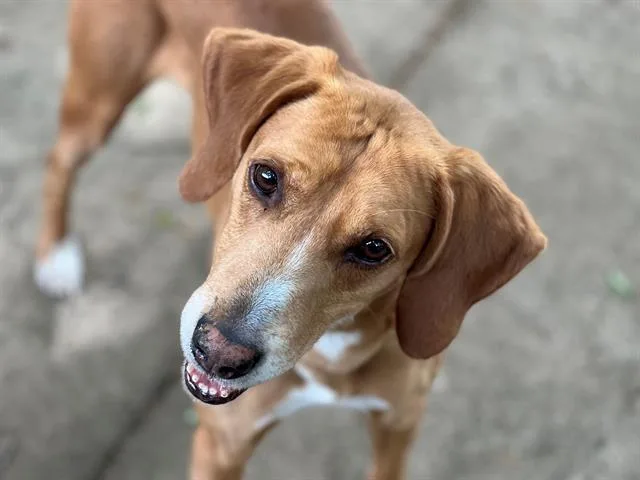 An adult large-sized male Redbone Coonhound dog named Jasper for adoption in Charlotte, NC
