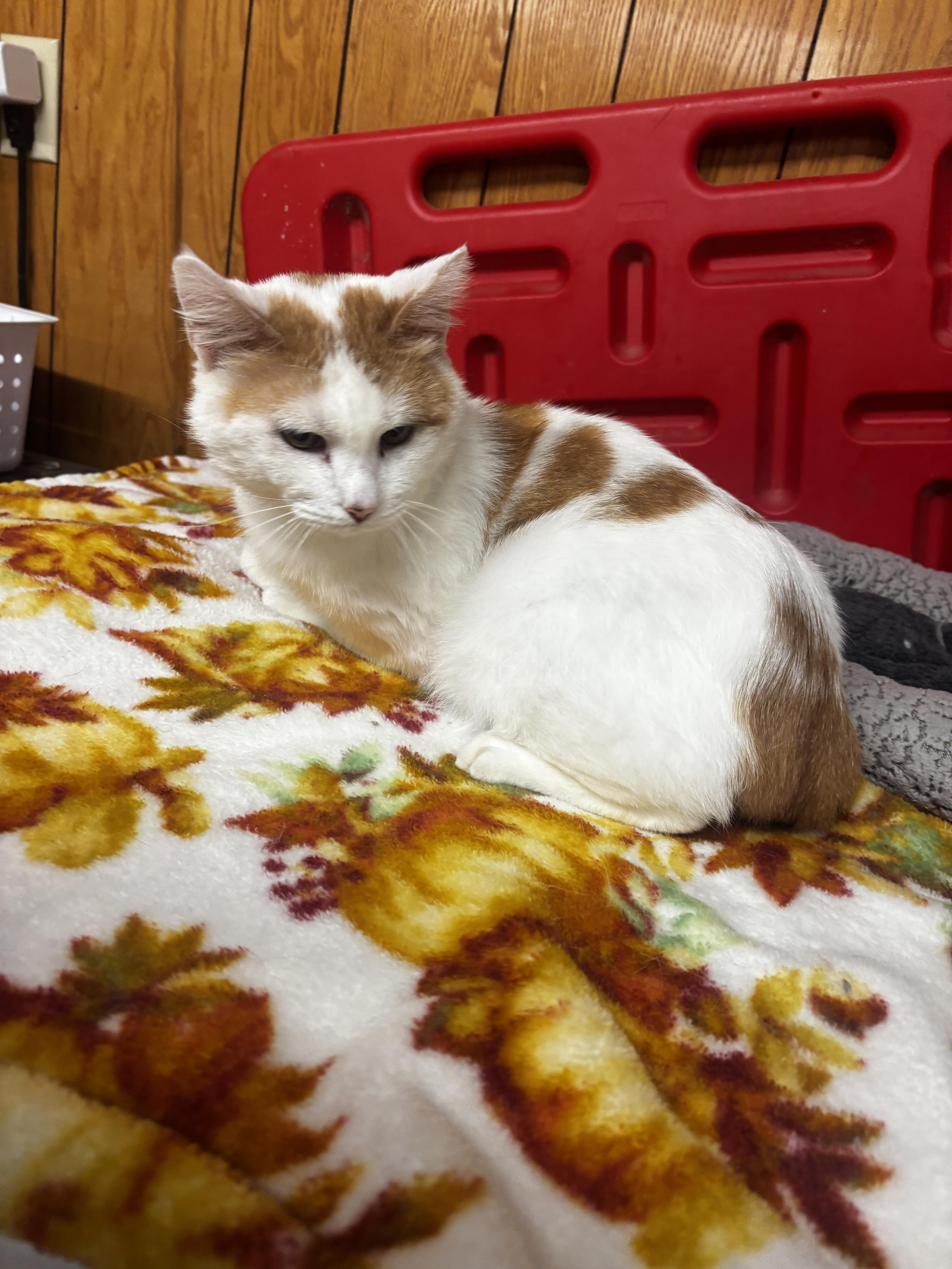 An adult small-sized male Orange & White Domestic Short Hair cat named Honey Bun for adoption in Fort Madison, IA