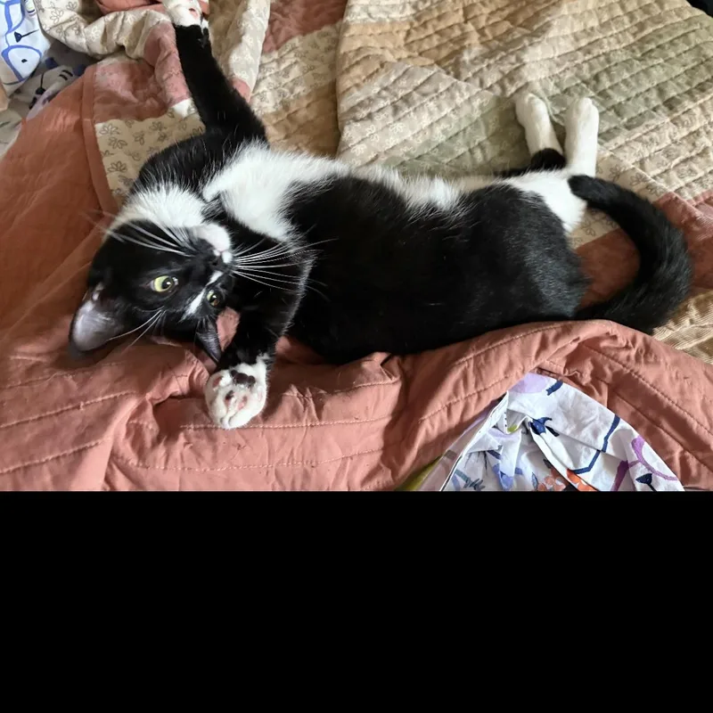 Harlequin thumbnail 3