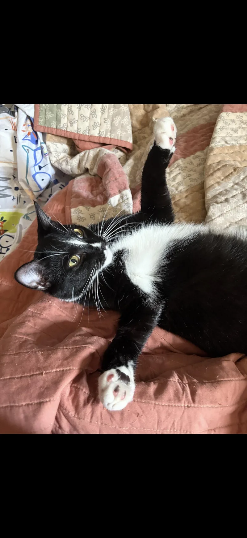 Harlequin thumbnail 4