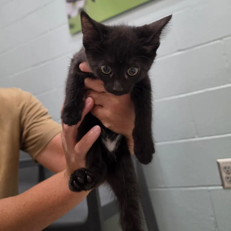 A young medium-sized female Domestic Short Hair cat named Phoenix for adoption in Jacksonville, FL