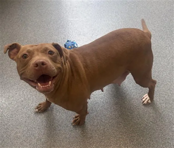 An adult large-sized female Pit Bull Terrier dog named Purell for adoption in Toledo, OH