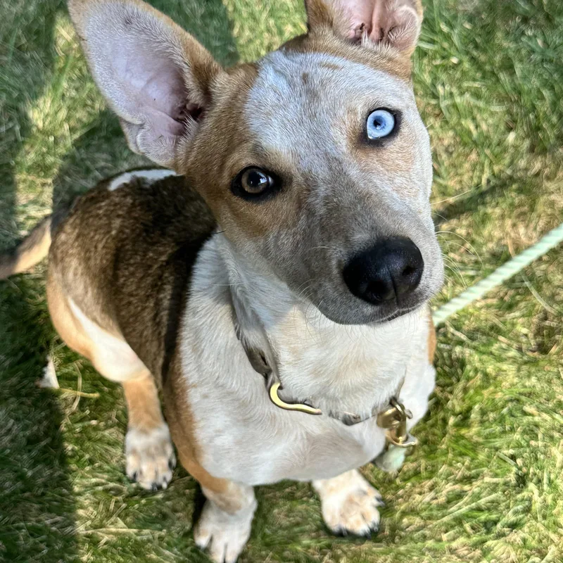 A baby medium-sized female Yellow / Tan / Blond / Fawn Australian Cattle Dog / Blue Heeler dog named Blair for adoption in Sugar Grove, IL