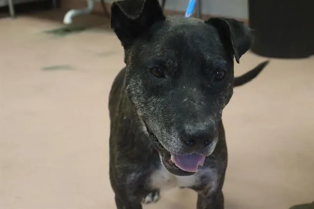 An adult medium-sized male Mixed Breed dog named Shady for adoption in Columbia, SC