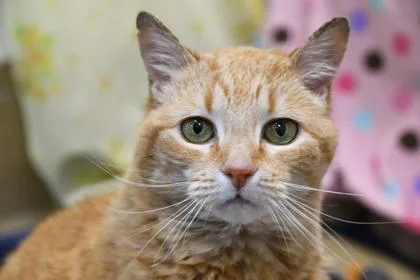 A senior small-sized female Domestic Short Hair cat named Grace for adoption in Scotia, NY