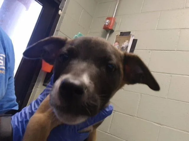 A baby small-sized female Pit Bull Terrier dog named Ember for adoption in Tulsa, OK
