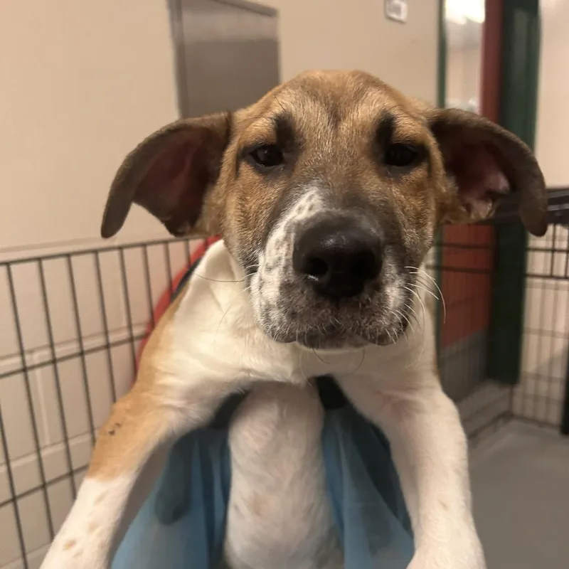 A baby small-sized male Brown / Chocolate Shepherd dog named Damon for adoption in Reno, NV