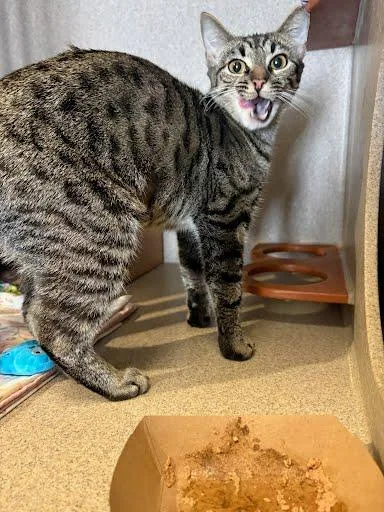 An adult medium-sized female Domestic Short Hair cat named Baby for adoption in Washington, DC