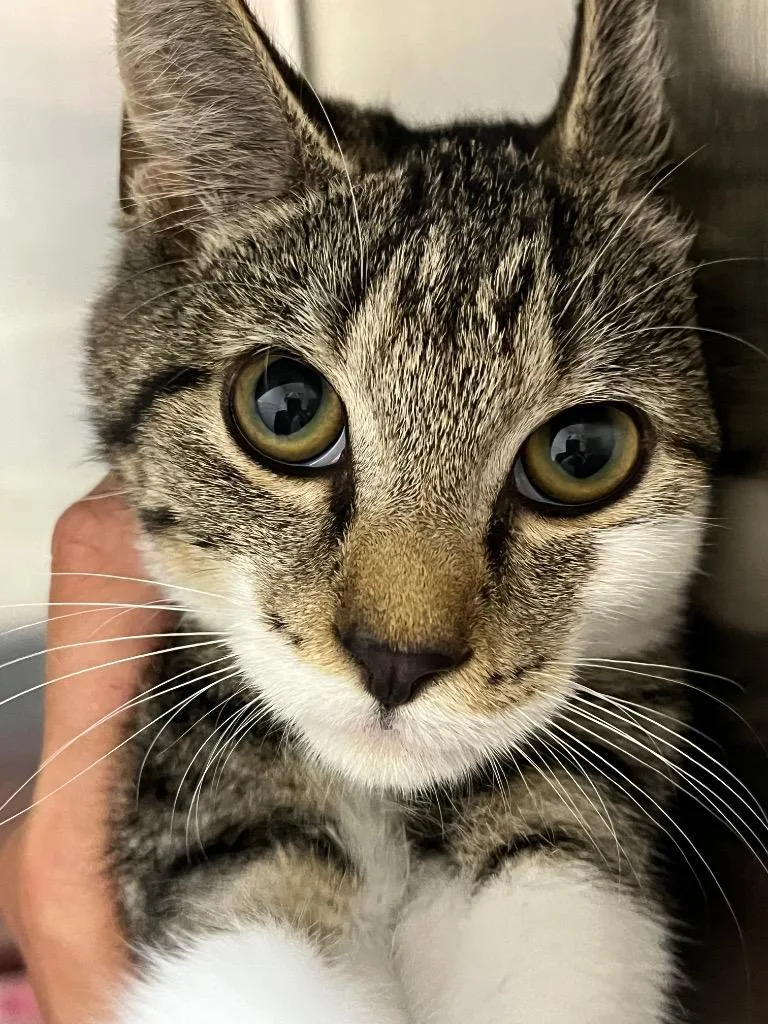A young medium-sized female Domestic Short Hair cat named Noelle for adoption in Berlin, MD