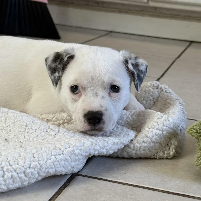 A baby small-sized female White / Cream American Staffordshire Terrier dog named Lima for adoption in Turlock, CA