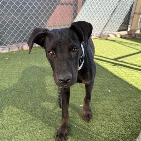 A young medium-sized male Black Mixed Breed dog named Melo for adoption in Phoenix, AZ