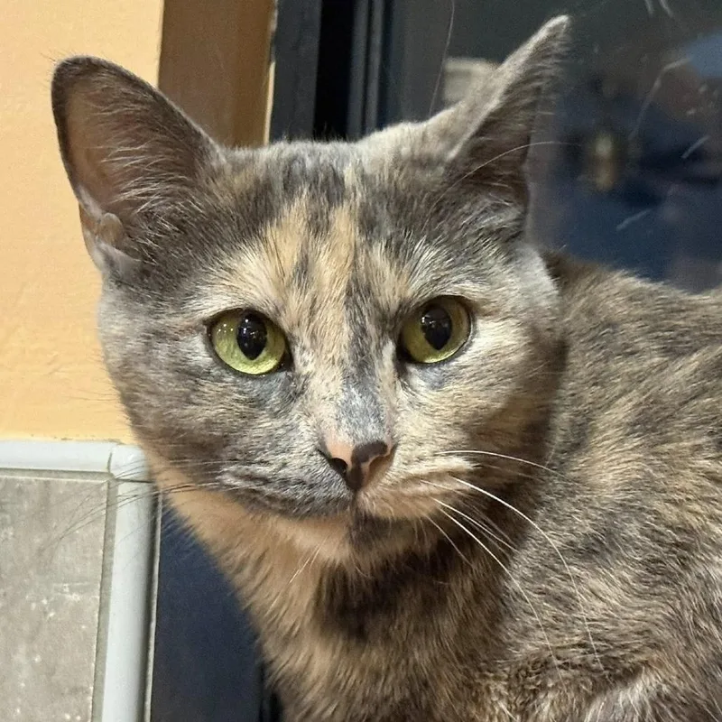 A young small-sized female Tortoiseshell Domestic Short Hair cat named Milk Cooler for adoption in Tucson, AZ