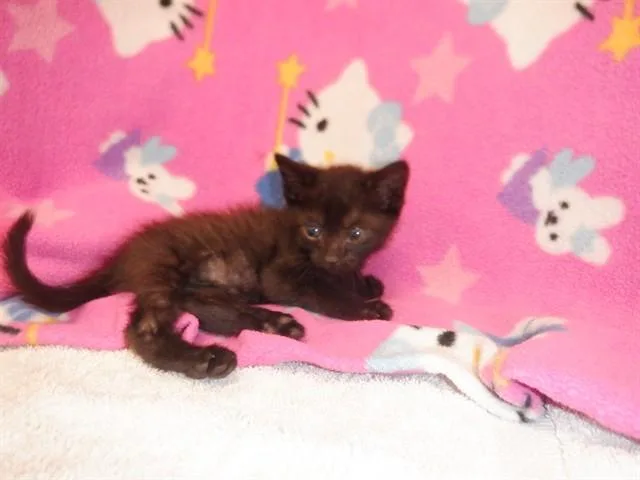 A baby small-sized male Domestic Short Hair cat named Buzz for adoption in San Jose, CA