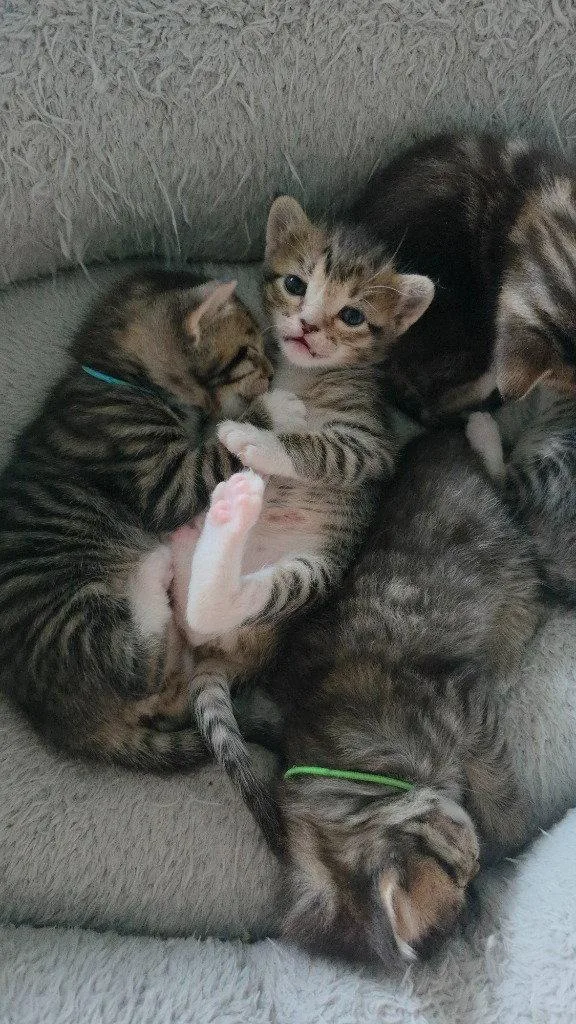 A baby small-sized male Domestic Short Hair cat named Negan for adoption in Battle Ground, WA