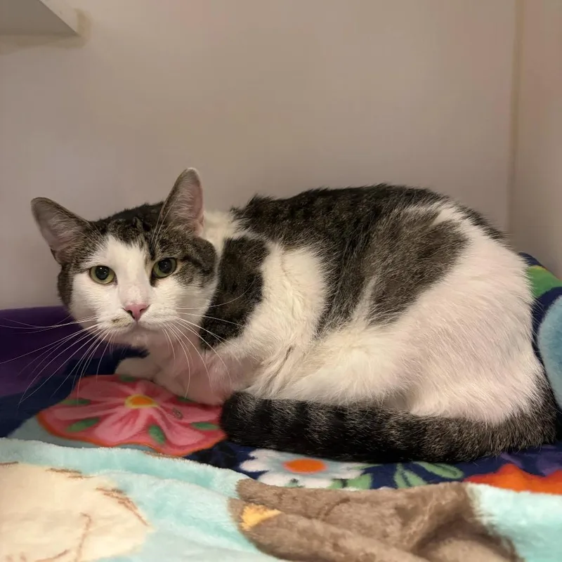 An adult large-sized male Brown / Chocolate Domestic Short Hair cat named Odysseus for adoption in Hinsdale, IL