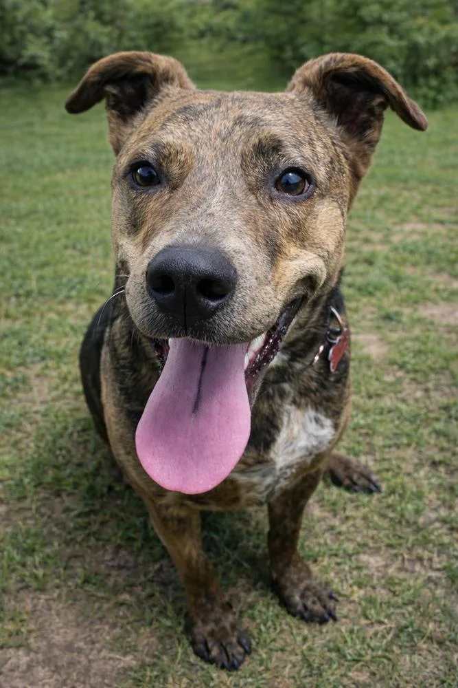 An adult large-sized male Catahoula Leopard Dog dog named Andy for adoption in South Bend, IN
