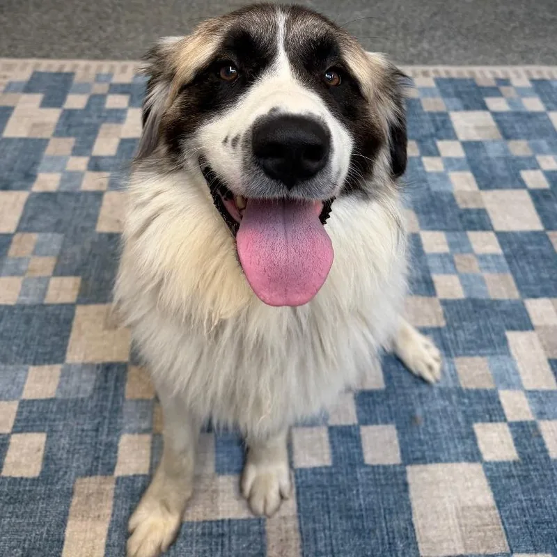 An adult large-sized male White / Cream Anatolian Shepherd dog named Joey for adoption in Falls Church, VA