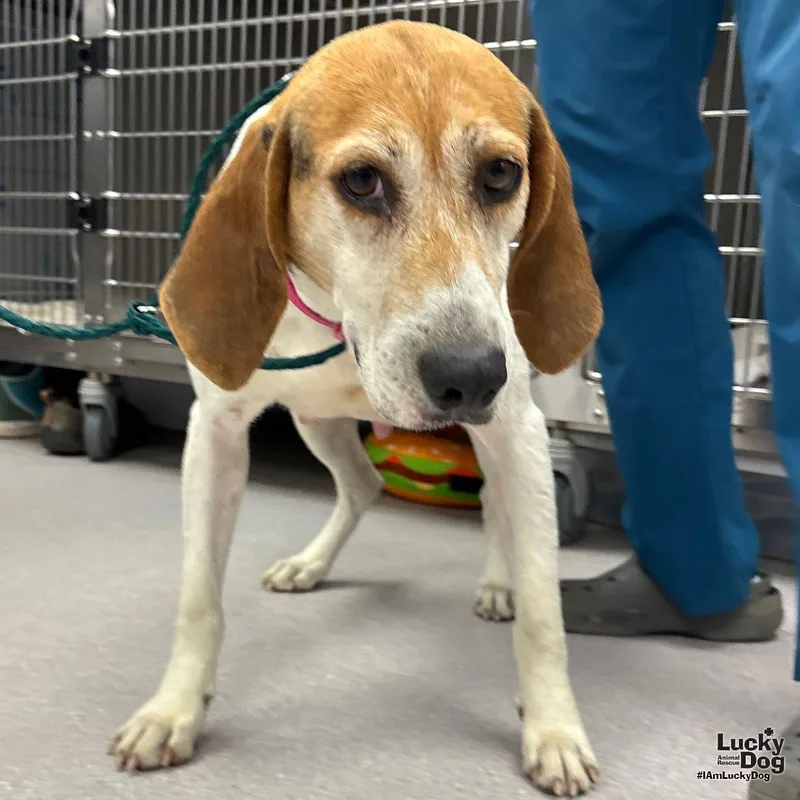 An adult large-sized female Hound dog named Whiskey for adoption in Washington, DC