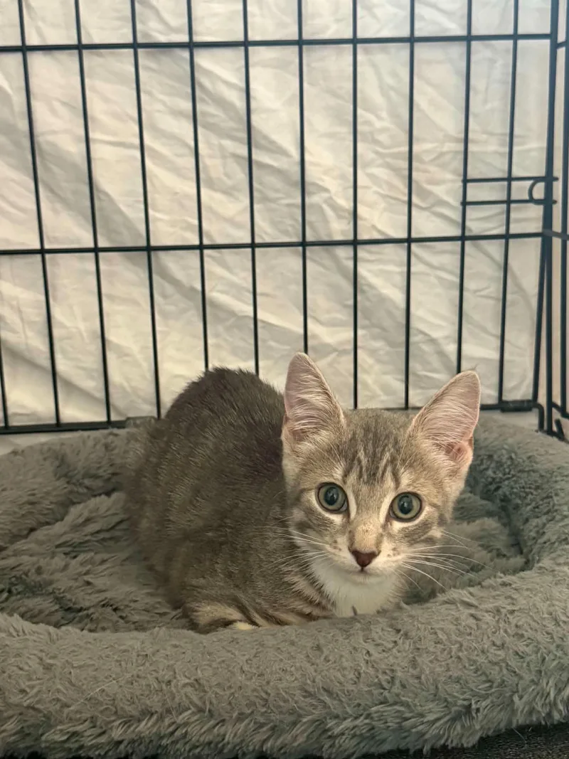 A baby small-sized female Domestic Short Hair cat named Lucy for adoption in Dysart, IA
