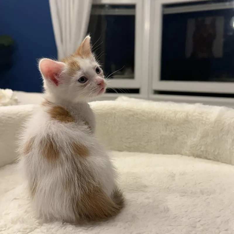 A baby medium-sized male Orange & White Domestic Short Hair cat named August for adoption in Moriches, NY
