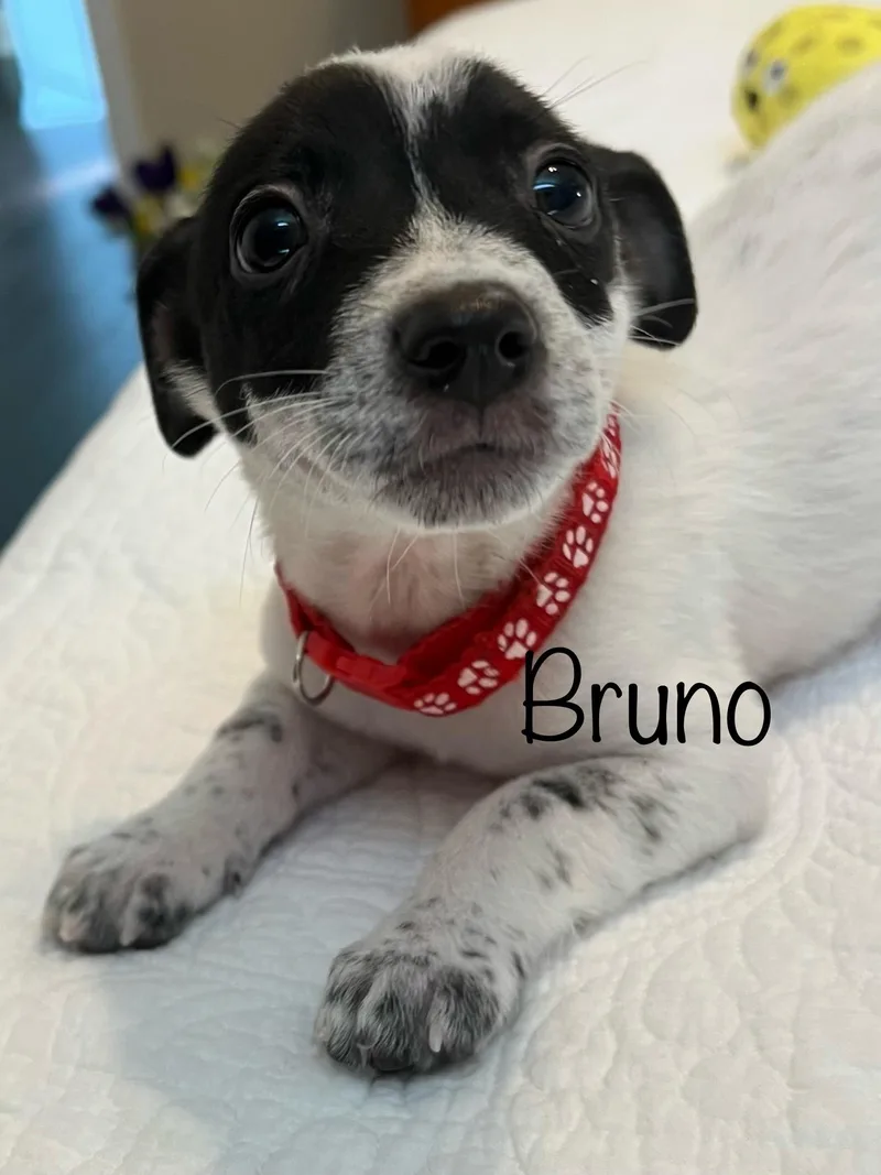 A baby medium-sized male White / Cream Australian Cattle Dog / Blue Heeler dog named Bruno for adoption in Pawleys Island, SC