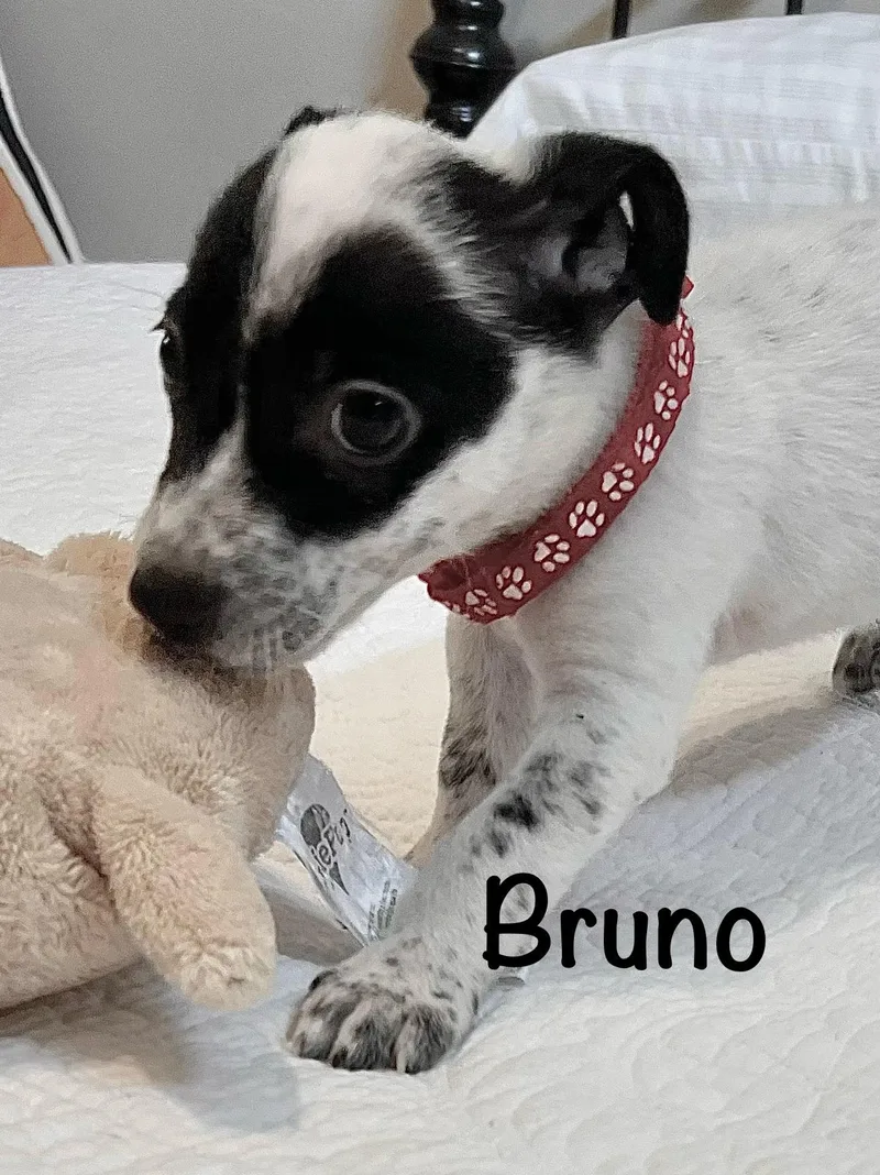 Bruno thumbnail 3
