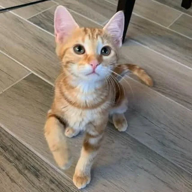 An adult medium-sized female Tabby (Orange / Red) Domestic Short Hair cat named Clementine for adoption in tucson, AZ