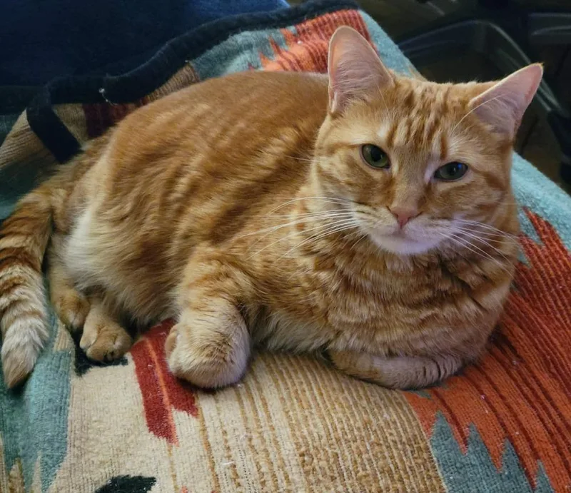 Clementine thumbnail 2