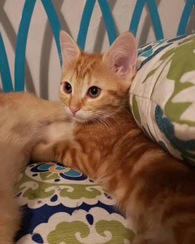 Clementine thumbnail 3