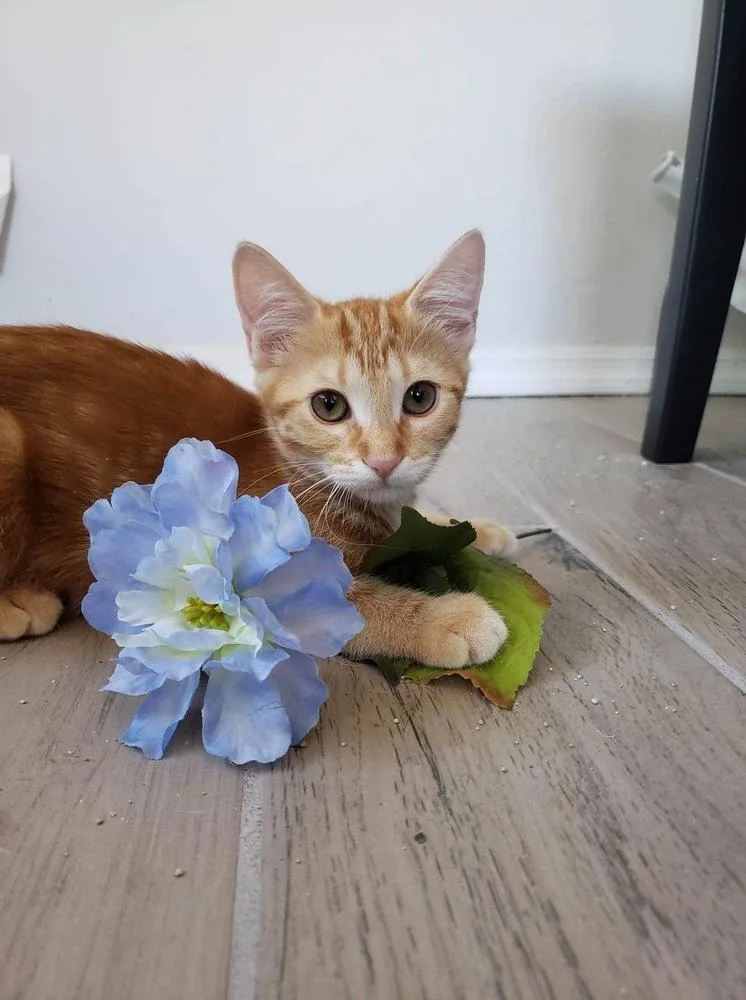 Clementine thumbnail 5