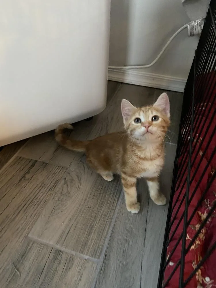 Clementine thumbnail 6