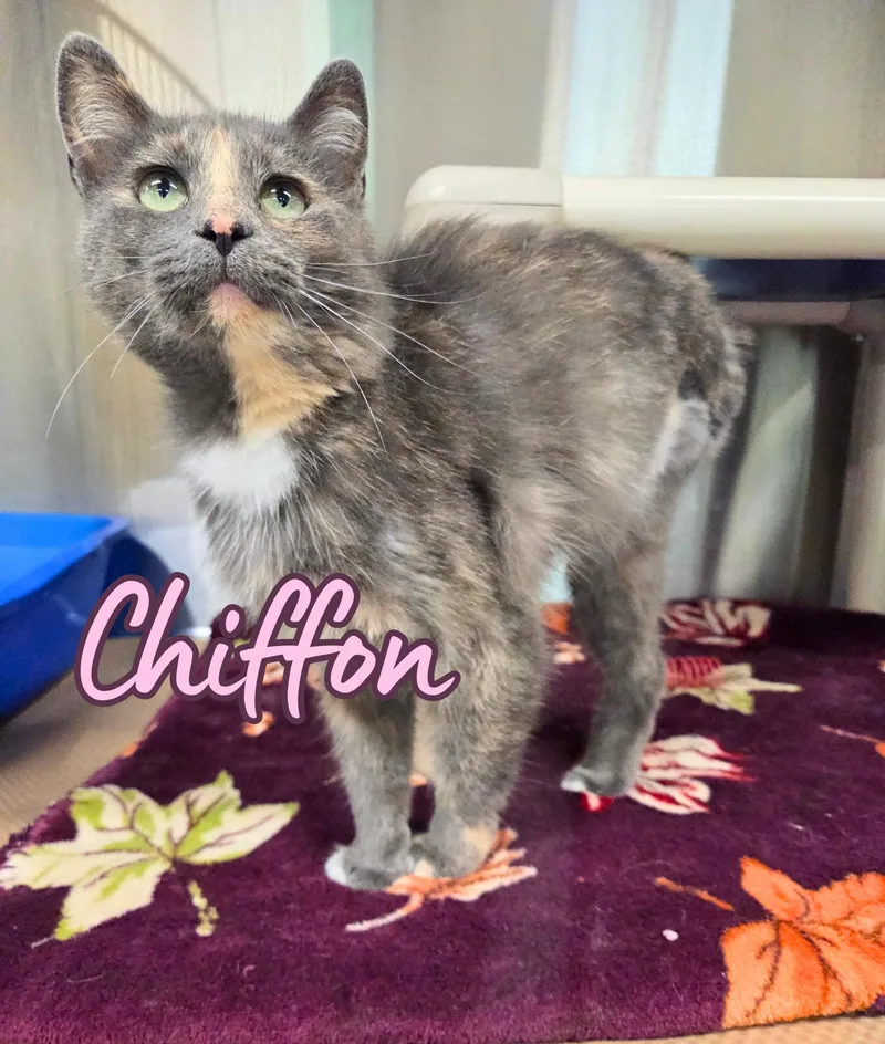 Chiffon