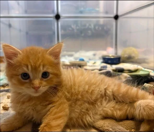 A baby medium-sized female Domestic Short Hair cat named Tommy for adoption in Chesapeake Beach, MD