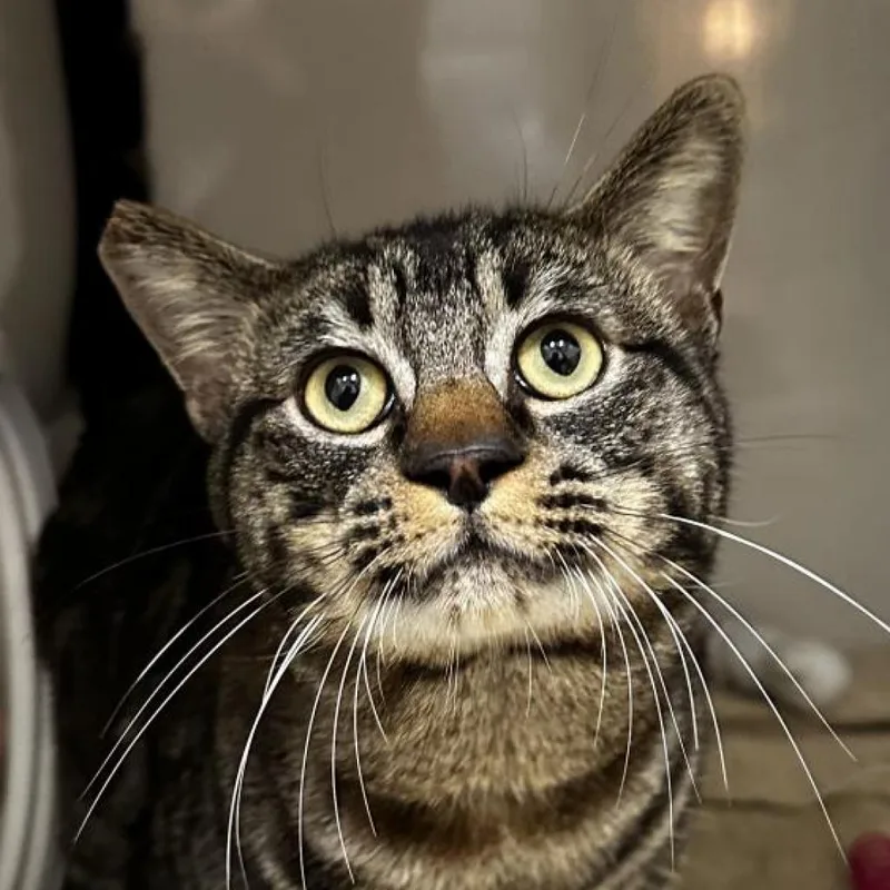 An adult large-sized male Brown / Chocolate Domestic Short Hair cat named Arthur for adoption in Redwood City, CA