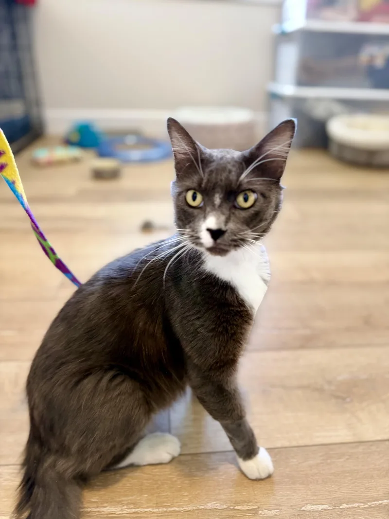 An adult large-sized male American Shorthair cat named Bandit for adoption in Mission Viejo, CA