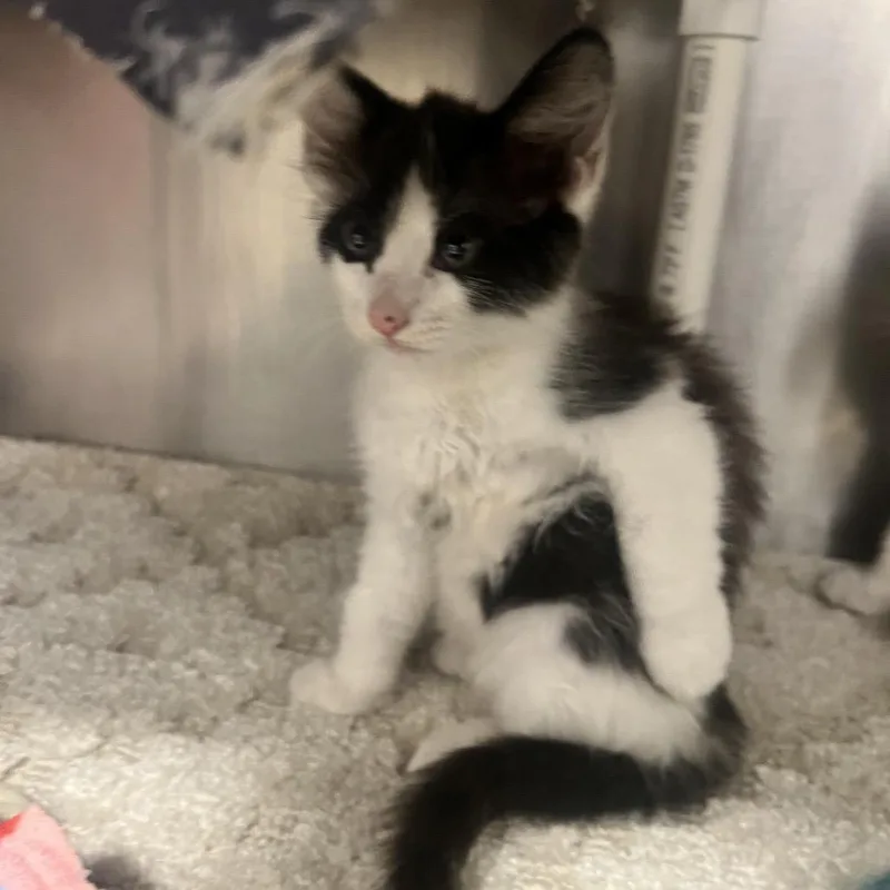 A baby small-sized female White Domestic Short Hair cat named Cloud for adoption in West Palm Beach, FL
