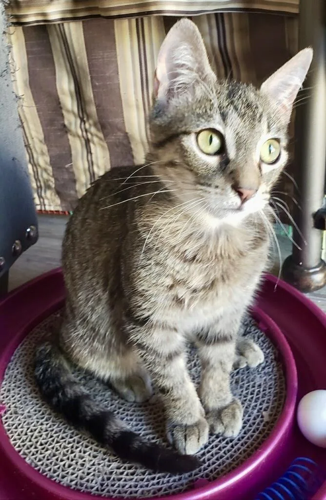 Gendino Giovane thumbnail 2