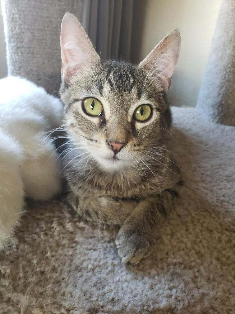 Gendino Giovane thumbnail 3