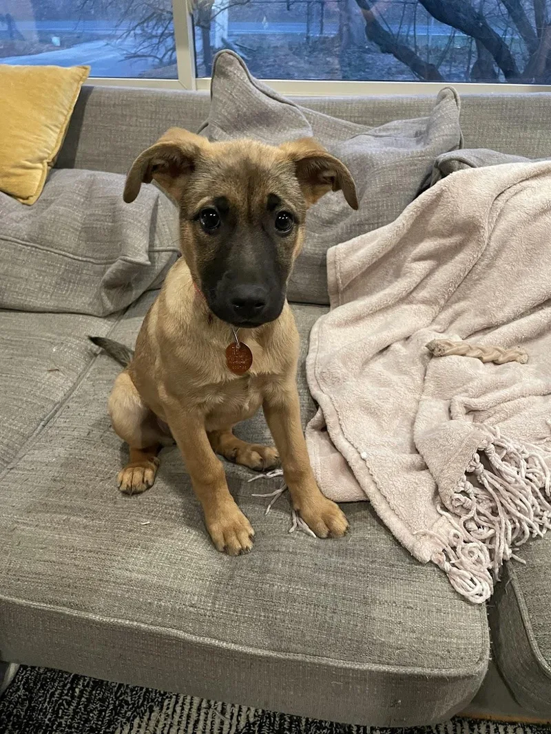 Beatrice thumbnail 3