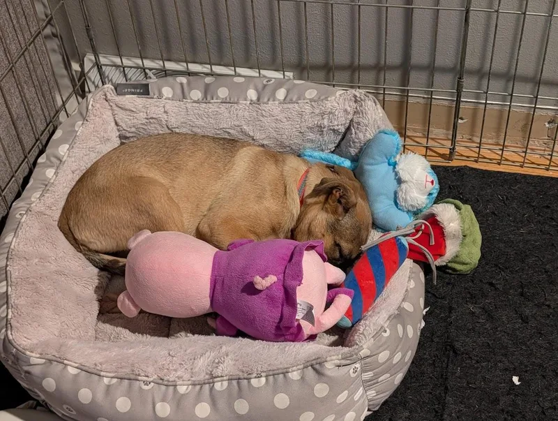 Beatrice thumbnail 4