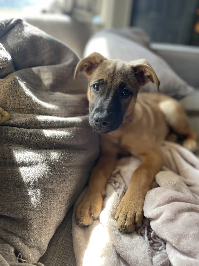 A baby medium-sized female Sable German Shepherd Dog dog named Beatrice for adoption in Tunica, MS