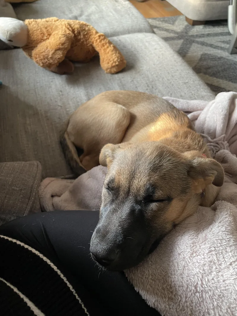 Beatrice thumbnail 5