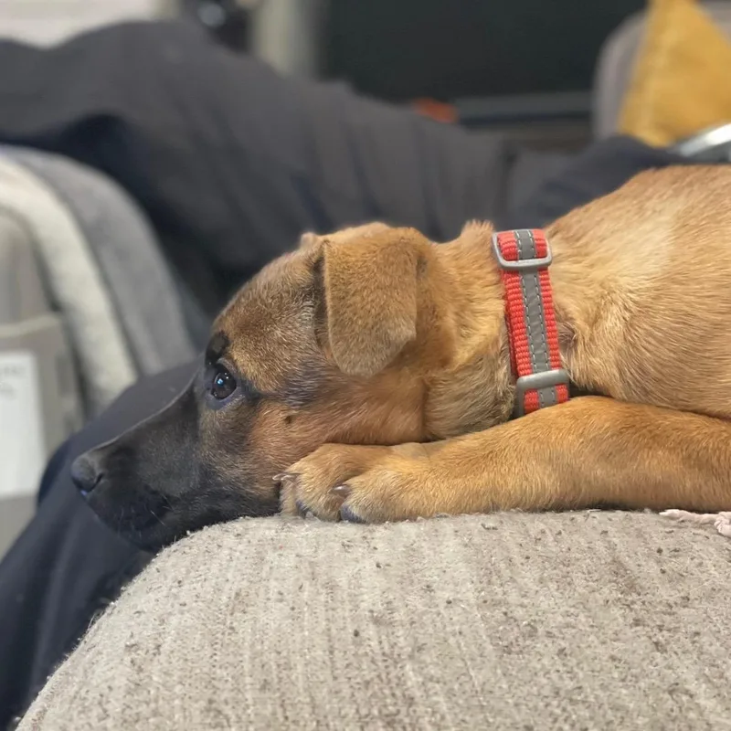 Beatrice thumbnail 6