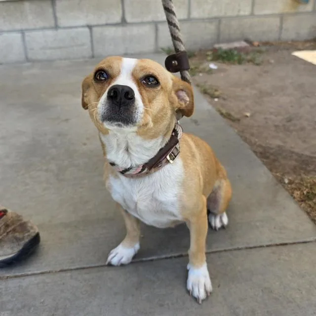 An adult small-sized female Chihuahua dog named Sandy for adoption in Long Beach, CA