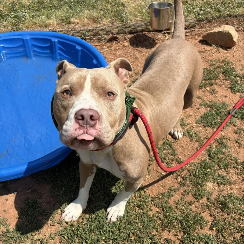 An adult large-sized male Apricot / Beige Pit Bull Terrier dog named Big Boy for adoption in Greenville, SC